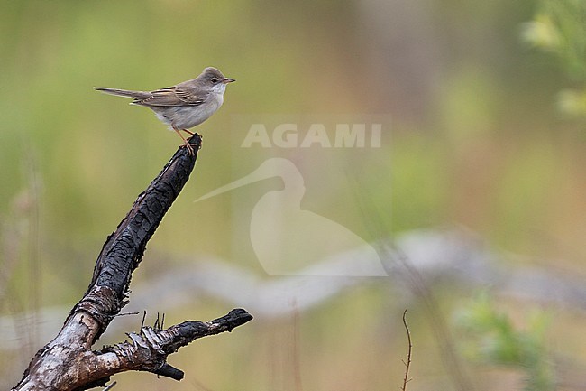 Adult male Eastern Common Whitethroat (Sylvia communis rubicola) in Russia (Baikal). stock-image by Agami/Ralph Martin,