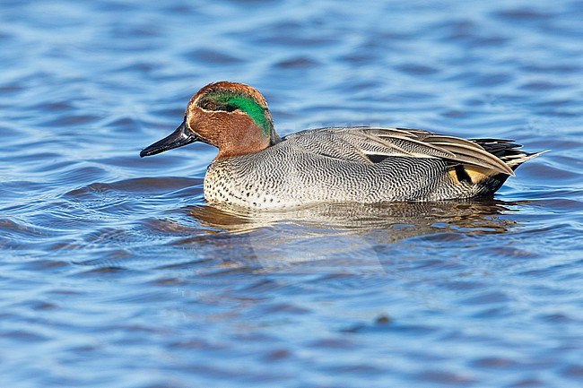Eurasian Teal (Anas crecca), side view of an adult male swimming in the water, Lazio, Italy stock-image by Agami/Saverio Gatto,