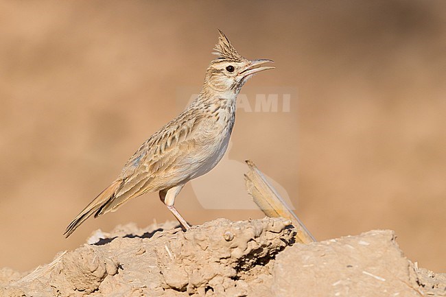 Maghreb Lark (Galerida macrorhyncha randonii), adult standing on the ground stock-image by Agami/Saverio Gatto,
