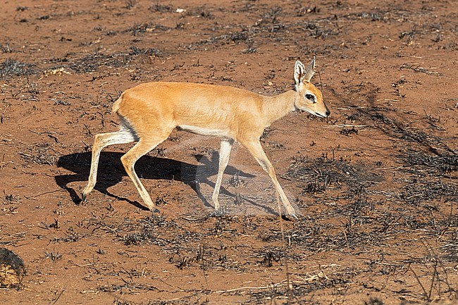 Steenbok (Raphicerus campestris), adult female standing on the ground, Mpumalanga, South Africa stock-image by Agami/Saverio Gatto,