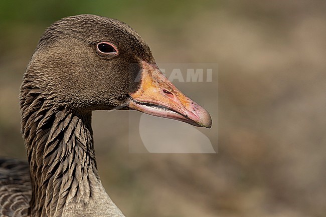 A portrait of a Greylag Goose (Anser anser) stock-image by Agami/Mathias Putze,