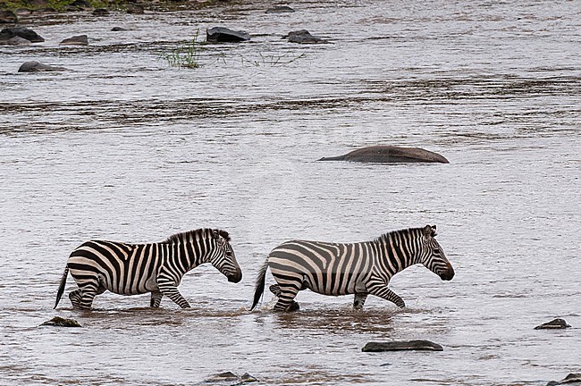 Two plains zebras, Equus quagga, crossing the Mara river. Mara River, Masai Mara National Reserve, Kenya. stock-image by Agami/Sergio Pitamitz,