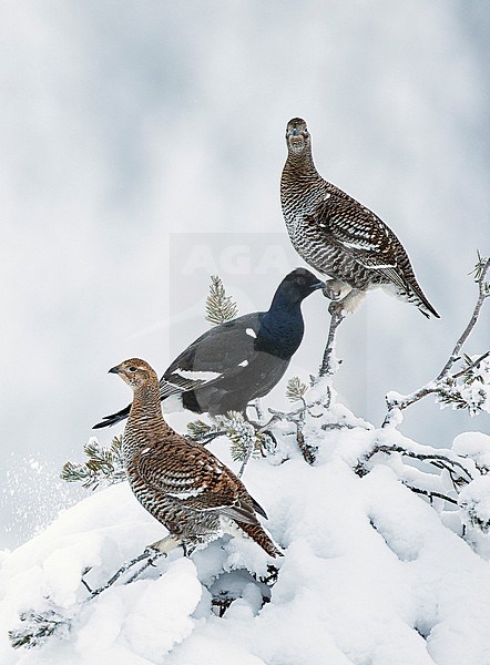 Black Grouse (Lyrurus tetrix) in snow covered taiga forest near Suomussalmi in Finland during a cold winter. stock-image by Agami/Markus Varesvuo,