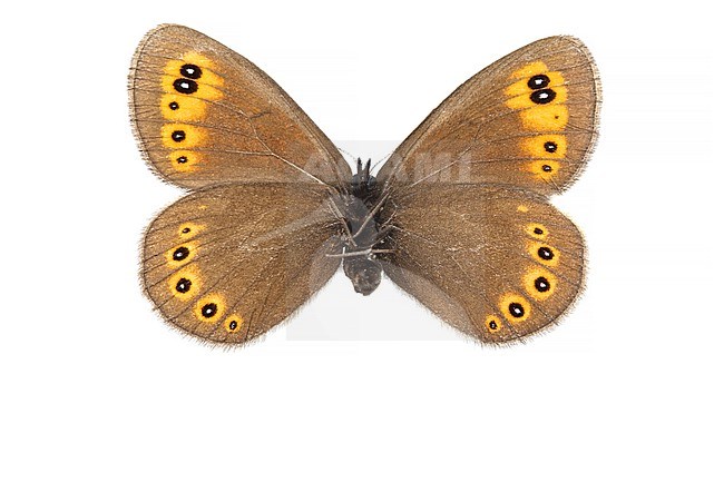 Woodland Ringlet, Voorjaarserebia, Erebia medusa stock-image by Agami/Wil Leurs,