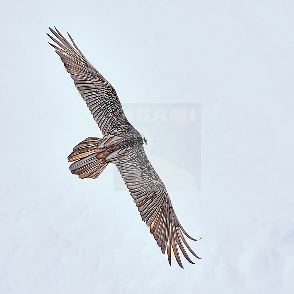 Bearded Vulture (Gypaetus barbatus), aka Lammergeier, adult flying against snow in Switzerland stock-image by Agami/Tomas Grim,