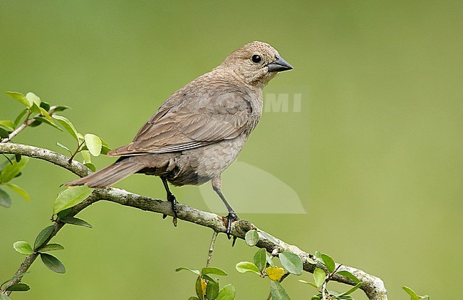 Adult female
Galveston Co., TX
April 2008 stock-image by Agami/Brian E Small,