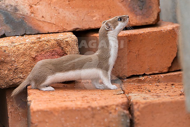 Least Weasel, Mustela nivalis, in Spain. stock-image by Agami/Dani Lopez-Velasco,