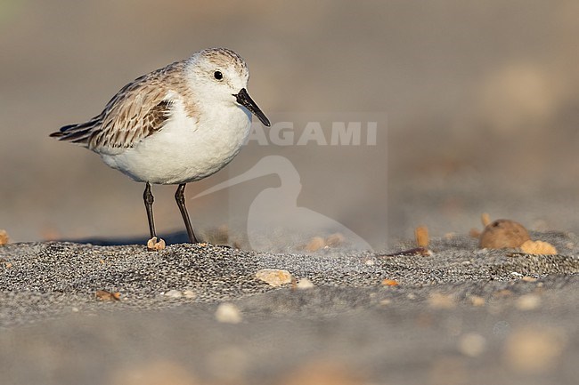 Perched on a branch in El Salvador stock-image by Agami/Dubi Shapiro,