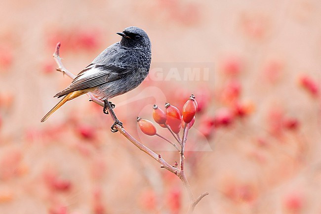 Male Black Redstart, Phoenicurus ochruros gibraltariensis, in Italy. stock-image by Agami/Daniele Occhiato,