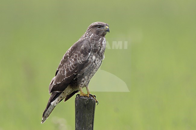Buizerd zittend op paal; Common Buzzard perched on pole stock-image by Agami/Reint Jakob Schut,