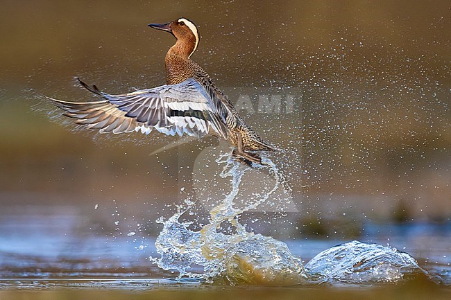 Male Garganey (Spatula querquedula) in Italy. stock-image by Agami/Daniele Occhiato,