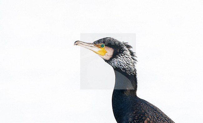 Great Cormorant (Phalacrocorax carbo) in the Netherlands. stock-image by Agami/Marc Guyt,
