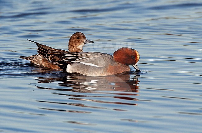 Pair of Eurasian Wigeons (Anas penelope) swimming on a lake in the Netherlands. stock-image by Agami/Marc Guyt,