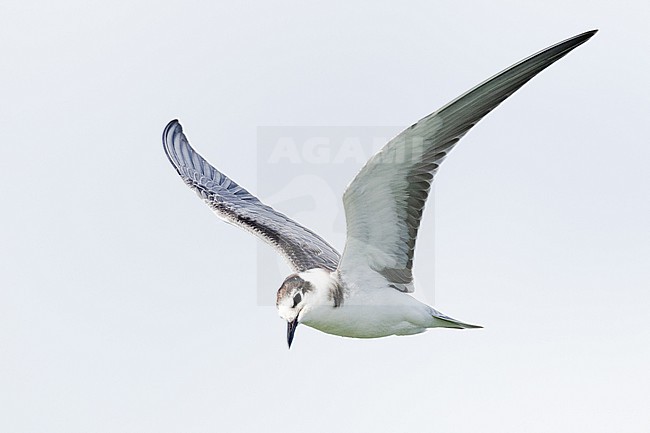  stock-image by Agami/Menno van Duijn,