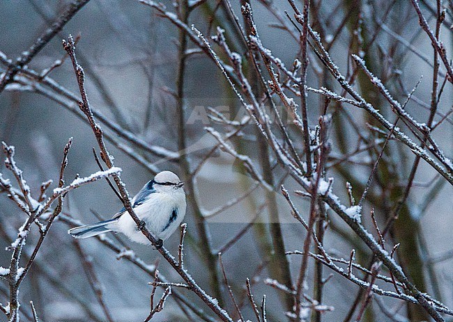 Azure Tit, Cyanistes cyanus, wintering in Helsinki, Finland. stock-image by Agami/Marc Guyt,