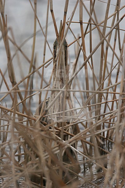 Great Bittern in camouflage posture Netherlands, Roerdomp in paalhouding Nederland stock-image by Agami/Menno van Duijn,