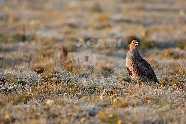 Patrijs in de ochtend; Grey Partridge in the morning stock-image by Agami/Chris van Rijswijk,