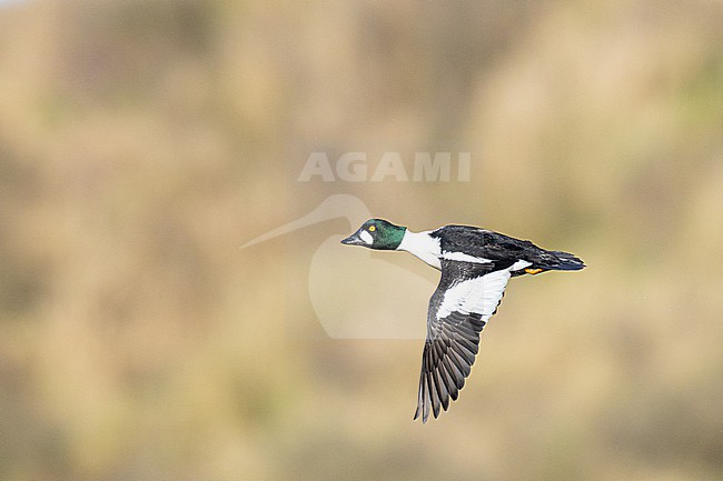  stock-image by Agami/Menno van Duijn,