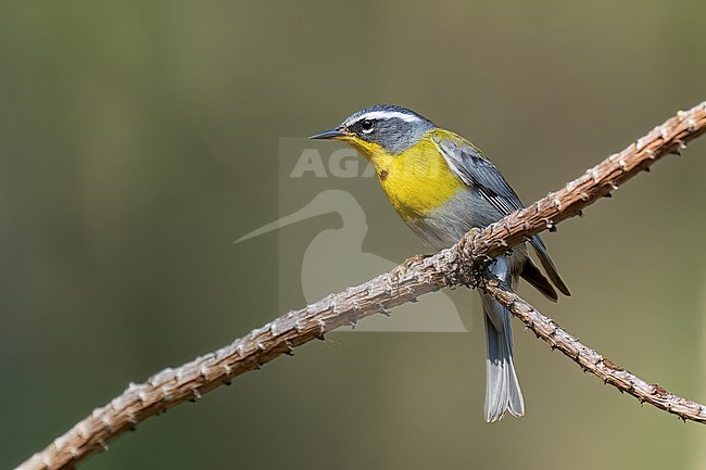 Adult
Nuevo Leon, Mexico
May 2022 stock-image by Agami/Brian E Small,
