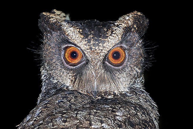 Everett's Scops-Owl (Otus everetti) Perched at night on a branch in the Philippines stock-image by Agami/Dubi Shapiro,