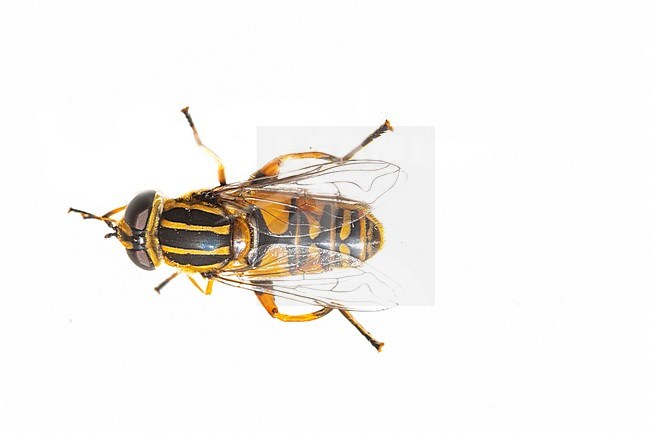 Helophilus pendulus, Gewone pendelvlieg stock-image by Agami/Wil Leurs,