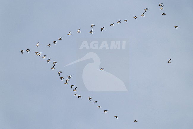 flock of european golden plover (pluvialis apricaria) in flight during autumn migration in arrow formation, found at Fehmarn at the Baltic Sea in Germany stock-image by Agami/Mathias Putze,