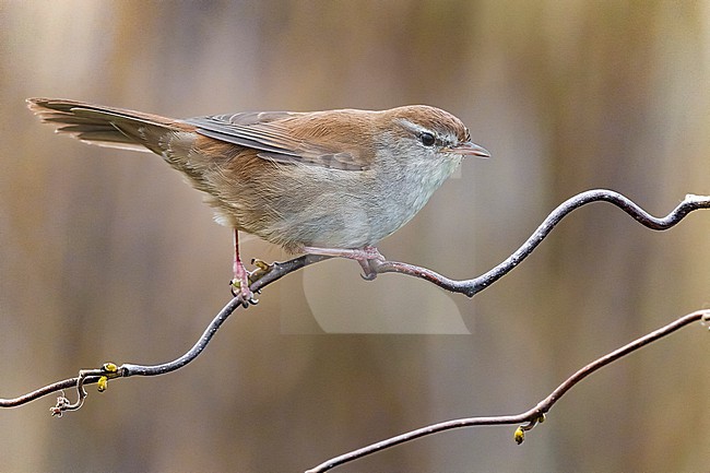 Cetti's Warbler, Cettia cetti, in Italy. Perched on a twig. stock-image by Agami/Daniele Occhiato,