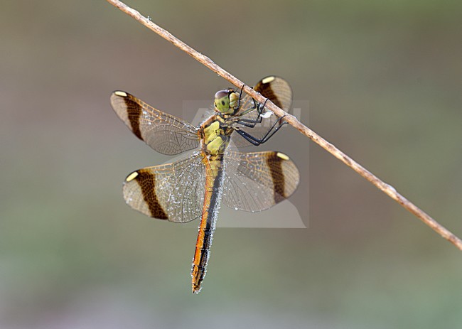 Bandheidelibel in tegenlicht, Banded Darter with backlight stock-image by Agami/Reint Jakob Schut,