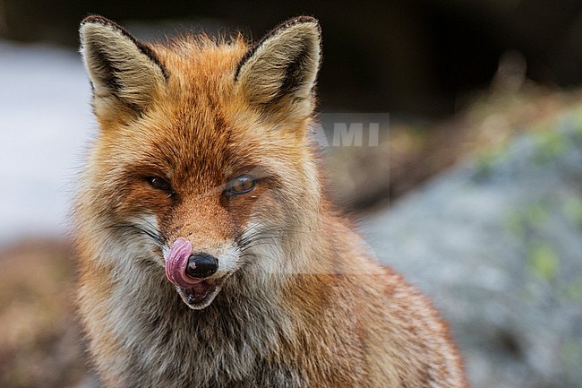 Close up portrait of a red fox, Vulpes vulpes. looking at the camera. Aosta, Val Savarenche, Gran Paradiso National Park, Italy. stock-image by Agami/Sergio Pitamitz,