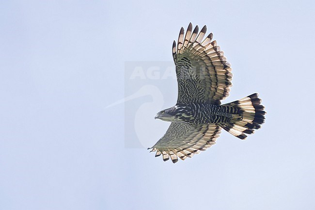 Blyth's Hawk-Eagle (Nisaetus alboniger) in flight  in Borneo stock-image by Agami/Dubi Shapiro,