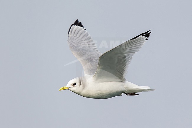 adult black-legged kittiwake (Rissa tridactyla) in winter plumage flight, found offshore at North Sea in German Bight stock-image by Agami/Mathias Putze,