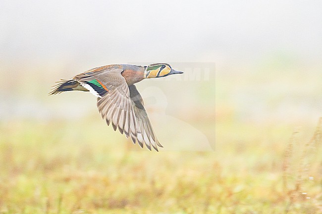  stock-image by Agami/Menno van Duijn,