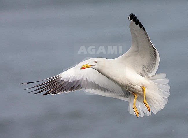 Lesser Black-backed Gull (Larus fuscus) in the Netherlands. Adult in flight, hovering in mid air. stock-image by Agami/Marc Guyt,