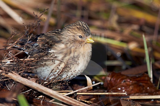 Frater op de grond, Twite on the ground stock-image by Agami/Markus Varesvuo,