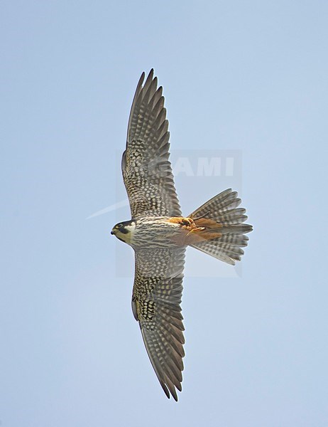 Volwassen Boomvalk in vlucht; Adult Eurasian Hobby in flight stock-image by Agami/Markus Varesvuo,