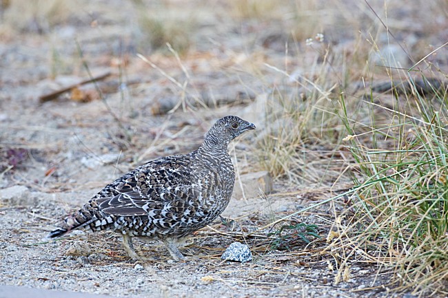 Sooty Grouse perched on side of the road stock-image by Agami/Marc Guyt,
