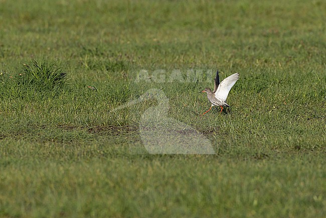 Adult male Common Redshank (Tringa totanus) is walking along its territory while lifting its wings stock-image by Agami/Mathias Putze,