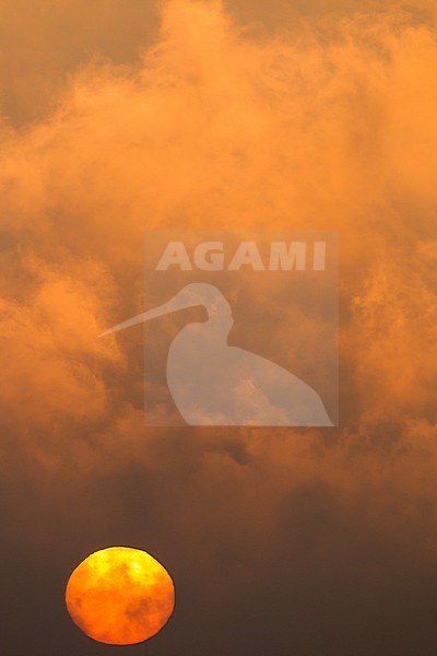 Sunrise with clouds and geese stock-image by Agami/Menno van Duijn,