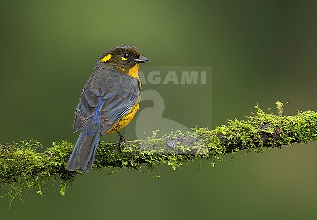 Lacrimose Mountain Tanager (Anisognathus lacrymosus) perched on a mossy branch in Manizales, Colombia, South-America. stock-image by Agami/Steve Sánchez,