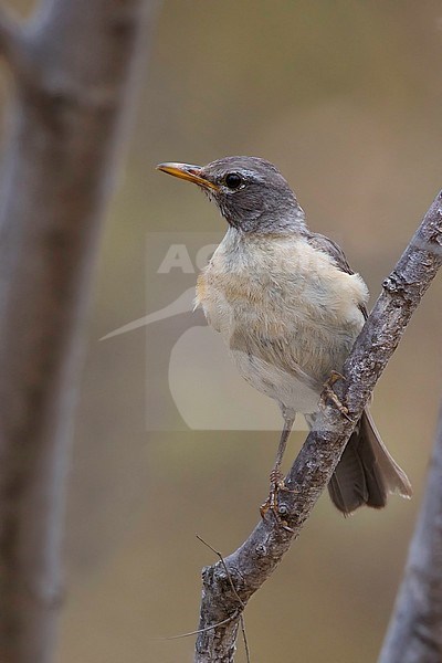 San Lucas Robin (Turdus (migratorius) confinis) in Baja California, Mexico. stock-image by Agami/Dubi Shapiro,