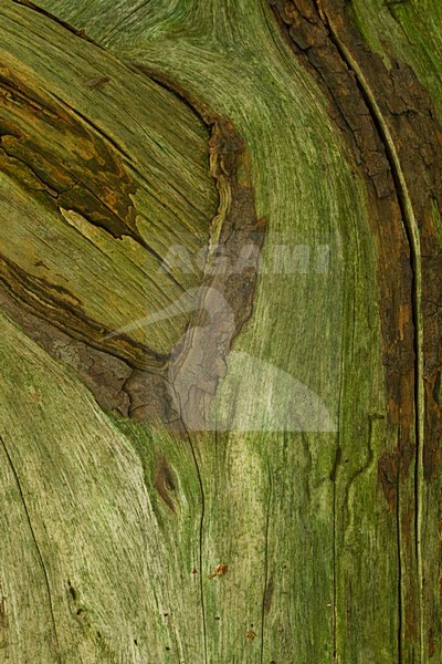Boomschors, Treetrunk stock-image by Agami/Menno van Duijn,