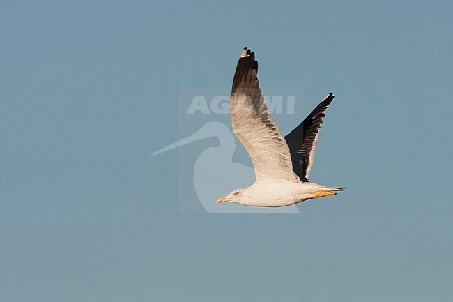 Lesser Black-backed Gull - Heringsmöwe - Larus fuscus, Germany, adult stock-image by Agami/Ralph Martin,