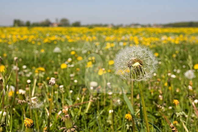 Lauwersmeer in de zomer, Lauwersmeer in summer stock-image by Agami/Marc Guyt,