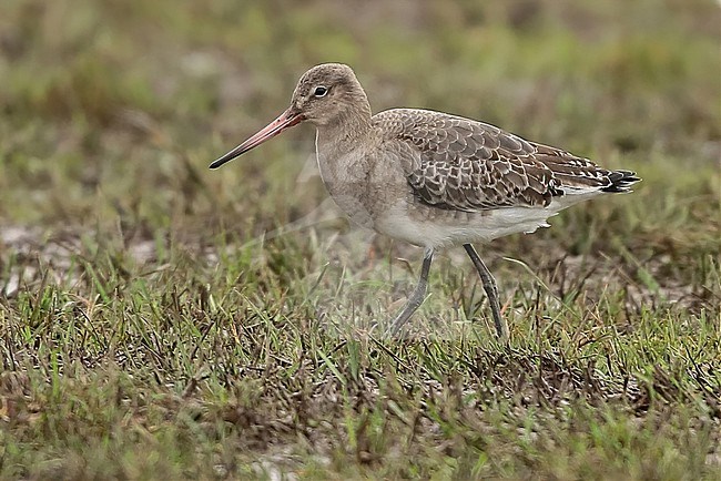 Icelandic Black-tailed Godwit, Limosa limosa islandica, first winter standing, seen from the side. stock-image by Agami/Fred Visscher,
