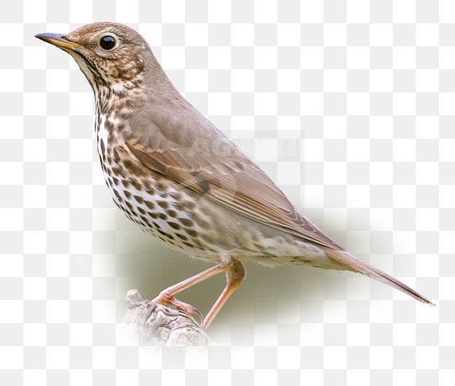  stock-image by Agami/Rafael Armada,