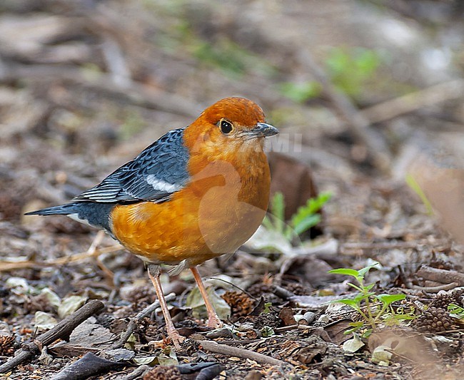 Adult Orange-headed Thrush (Geokichla citrina) perched on the ground in Bharatpur. stock-image by Agami/Marc Guyt,