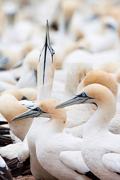 Cape Gannets (Morus capensis) at colony of Bird Island Nature Reserve in Lambert’s Bay, South Africa. stock-image by Agami/Marc Guyt,