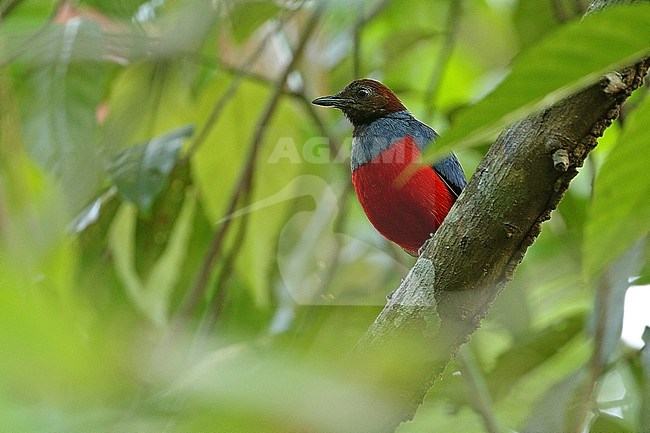 Talaud Pitta, Erythropitta inspeculata, on Talaud island in remote Sulawesi. stock-image by Agami/James Eaton,