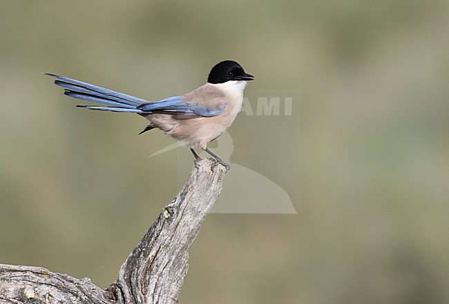 Blauwe Ekster, Azure-winged Magpie stock-image by Agami/Jacques van der Neut,