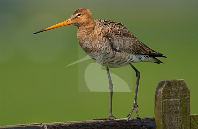 Grutto staand op een hek; Black-tailed Godwit standing on a fench stock-image by Agami/Hans Gebuis,
